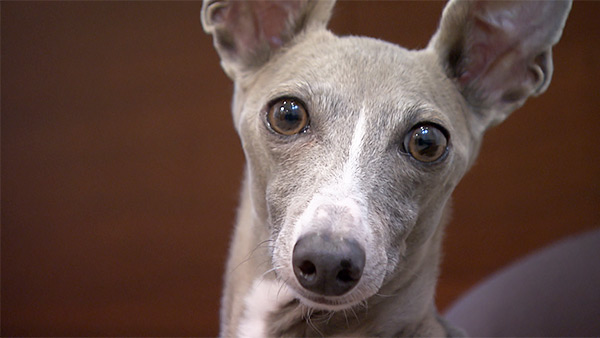 のあ きょうのわんこ 写真1