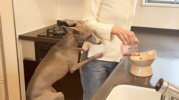 のあ きょうのわんこ 写真2