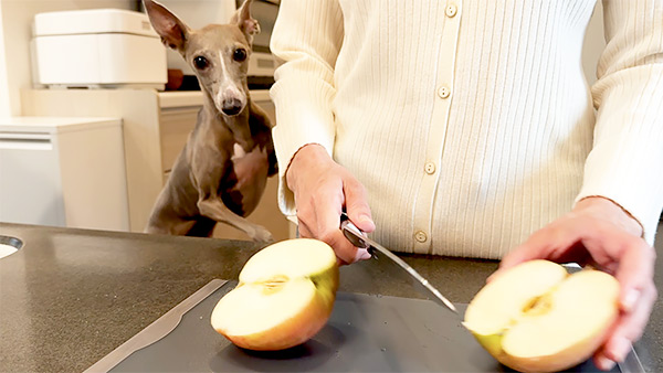 のあ きょうのわんこ 写真4