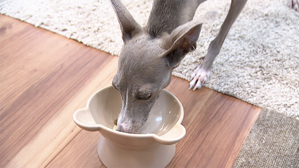 のあ きょうのわんこ 写真5