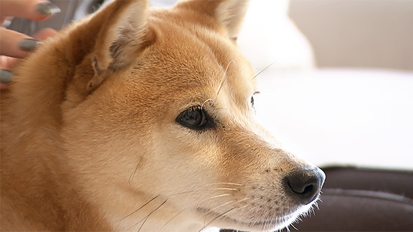 モル きょうのわんこ 写真1