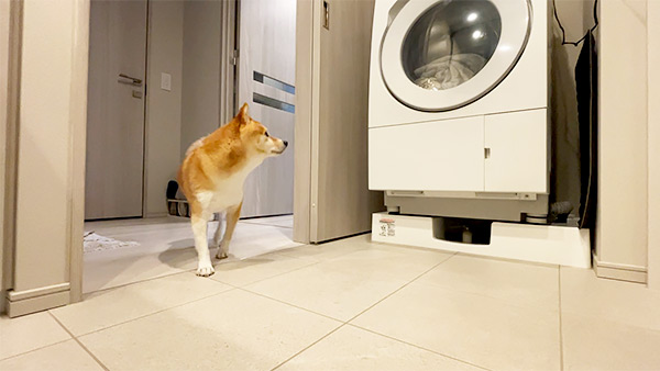 モル きょうのわんこ 写真2