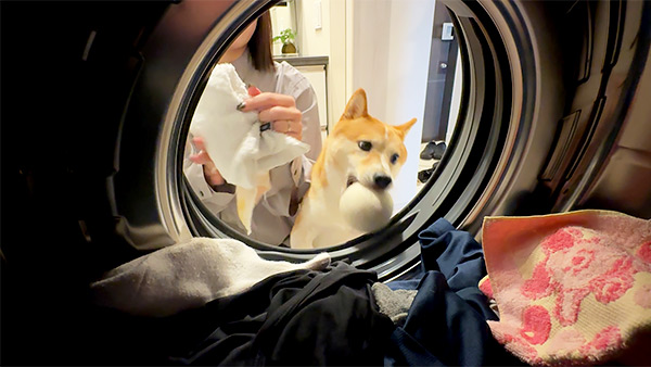 モル きょうのわんこ 写真3