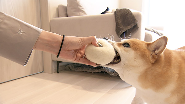 モル きょうのわんこ 写真4