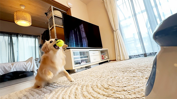 クララ きょうのわんこ 写真5