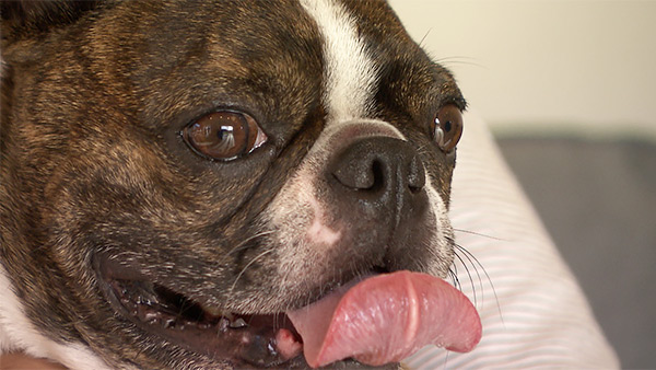 健賢 きょうのわんこ 写真1