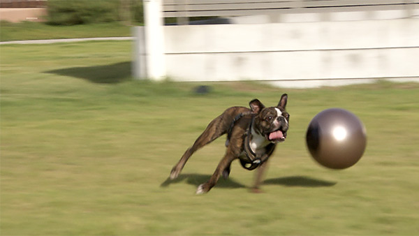 健賢 きょうのわんこ 写真3