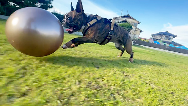 健賢 きょうのわんこ 写真4