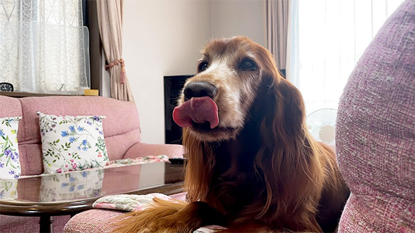 りー きょうのわんこ 写真5