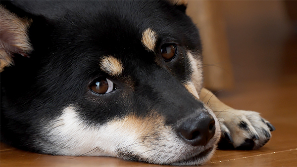今日のわんこ 犬のぬいぐるみ キーホルダー付き 未使用 フジテレビ