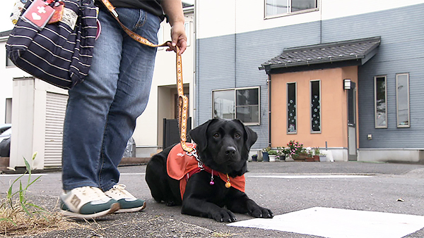 たのん きょうのわんこ 写真3