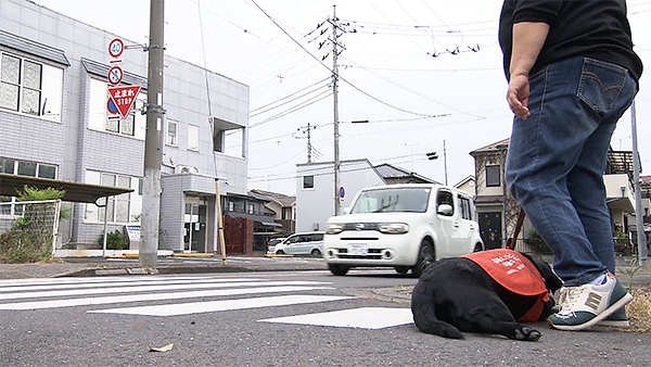 たのん きょうのわんこ 写真4