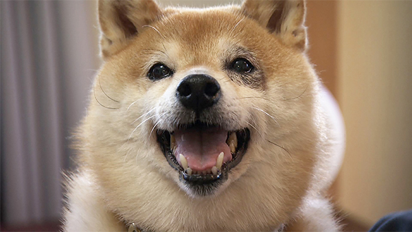 7336 ばん - めざましテレビ｜きょうのわんこ - フジテレビ