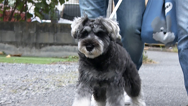 角煮 きょうのわんこ 写真1