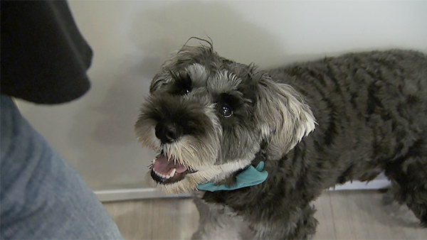 角煮 きょうのわんこ 写真4