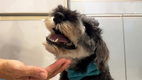 角煮 きょうのわんこ 写真5