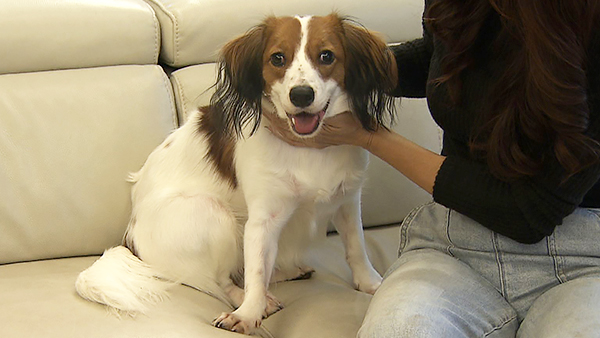 7340 ばん - めざましテレビ｜きょうのわんこ - フジテレビ