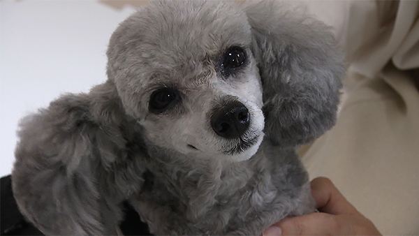 リン きょうのわんこ 写真1