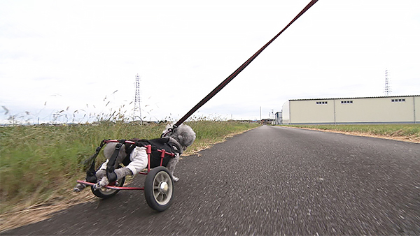 リン きょうのわんこ 写真4