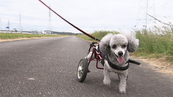 リン きょうのわんこ 写真5