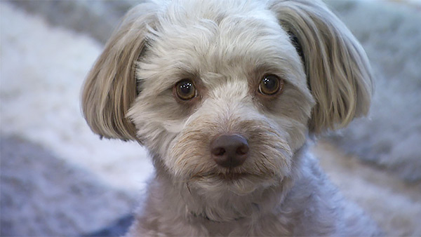 かかお きょうのわんこ 写真1