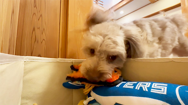 かかお きょうのわんこ 写真2