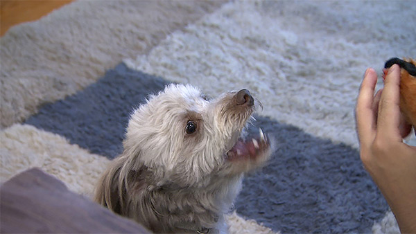 かかお きょうのわんこ 写真4