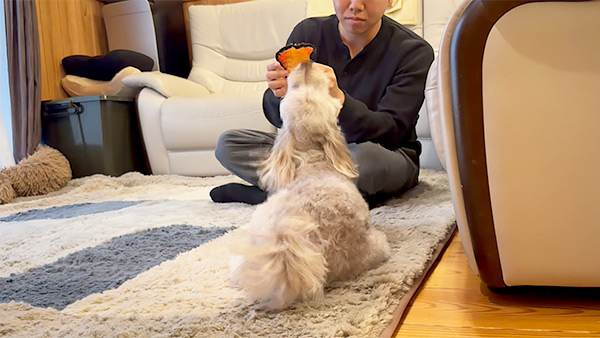 かかお きょうのわんこ 写真5