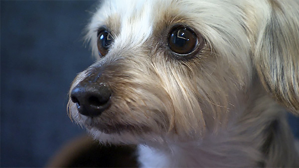 ぽんず きょうのわんこ 写真1