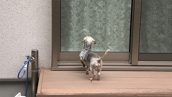 ぽんず きょうのわんこ 写真3