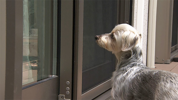 ぽんず きょうのわんこ 写真4