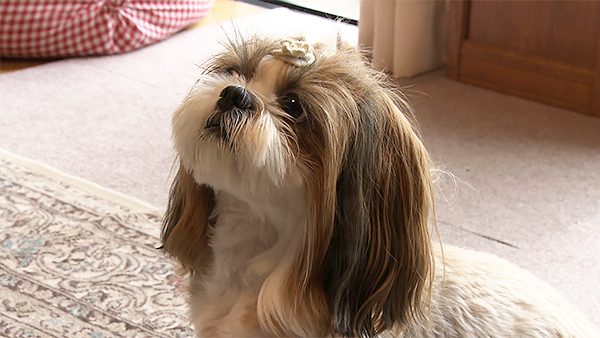 もなか きょうのわんこ 写真1