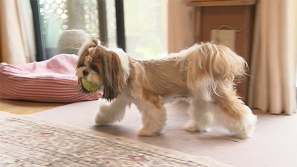 もなか きょうのわんこ 写真3