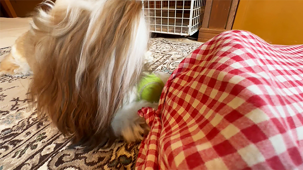 もなか きょうのわんこ 写真4