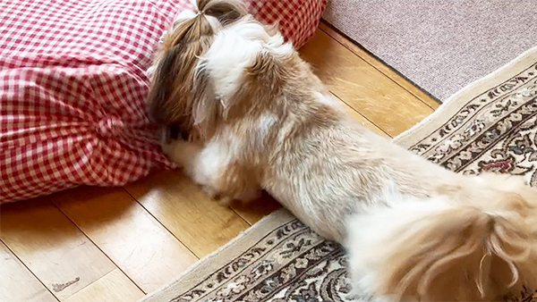 もなか きょうのわんこ 写真5