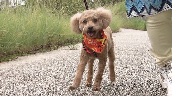 さくら きょうのわんこ 写真1