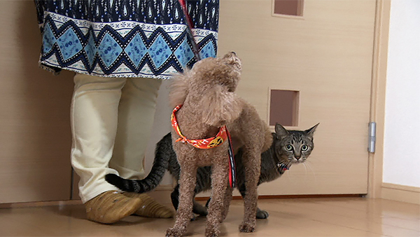 さくら きょうのわんこ 写真2