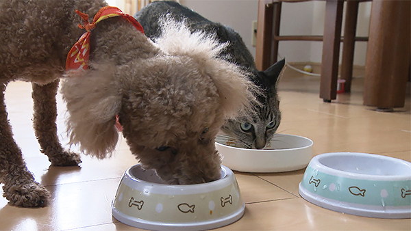 さくら きょうのわんこ 写真4