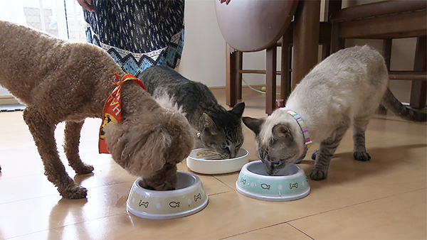 さくら きょうのわんこ 写真5