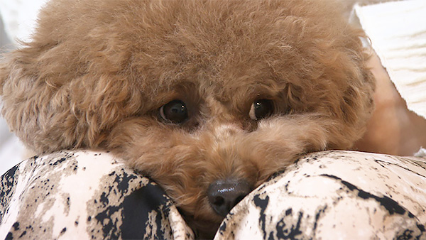 そら きょうのわんこ 写真1