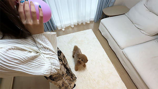 そら きょうのわんこ 写真2