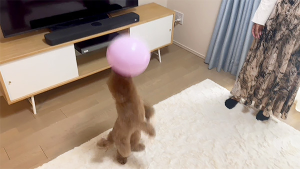 そら きょうのわんこ 写真5