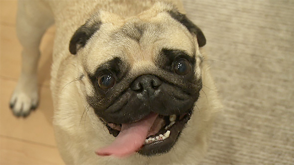 レオ きょうのわんこ 写真1