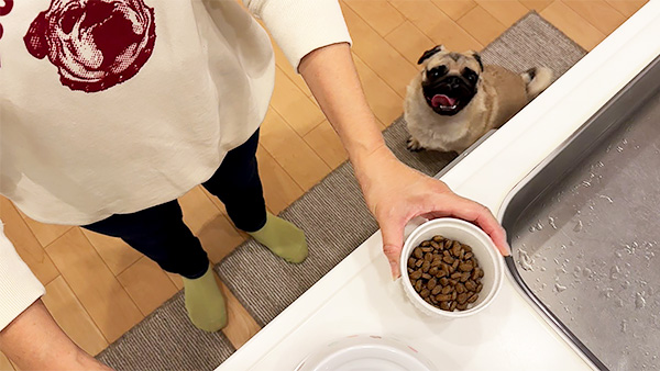 レオ きょうのわんこ 写真3