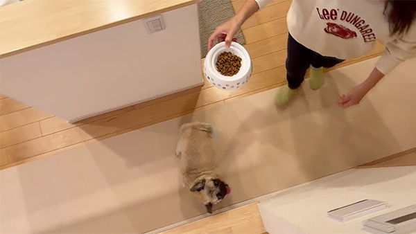 レオ きょうのわんこ 写真4