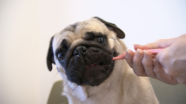 レオ きょうのわんこ 写真5