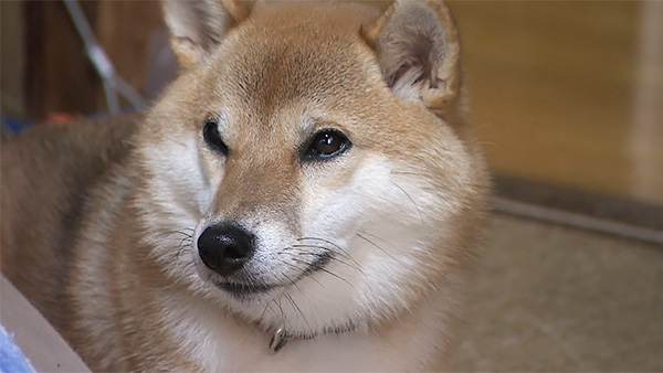 茶茶 きょうのわんこ 写真1