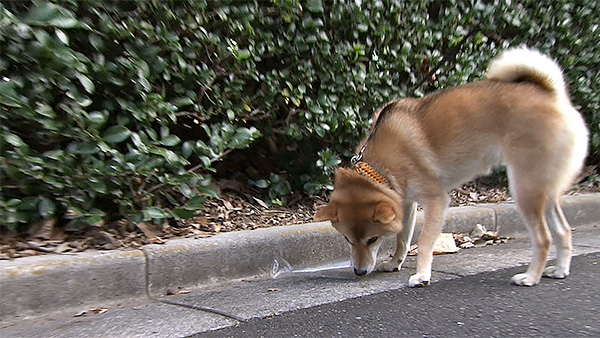 茶茶 きょうのわんこ 写真3