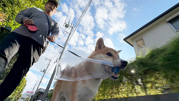 茶茶 きょうのわんこ 写真4