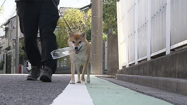 茶茶 きょうのわんこ 写真5